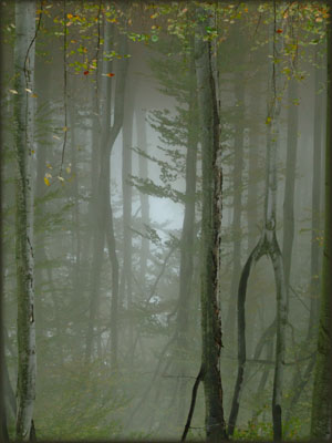 Mistične šume Đerdapa