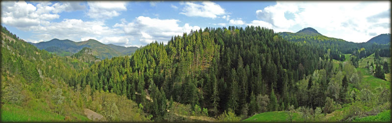 Tara I Zlatibor Freebiking