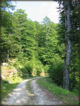 Makadam ka Željinu