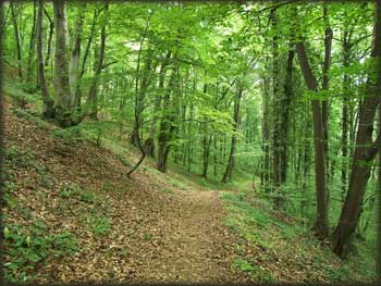Jedan od mnogobrojnih Fruškogorskih single trail-ova