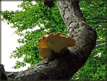 Polyporus Squamosus у шумама Малиника