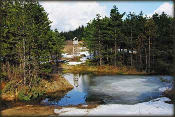 Klencuš i četinari