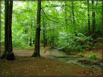 Prašumska dolina Vinatovače