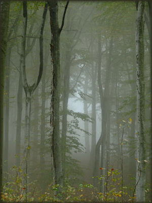 U mističnim šumama Đerdapa