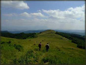Nadomak Malog Malinika